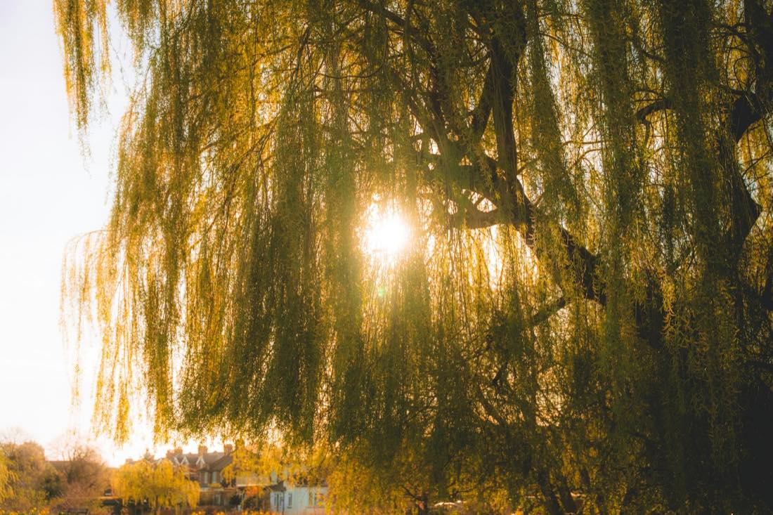 Lumière d'été traversant les branches d'un saule